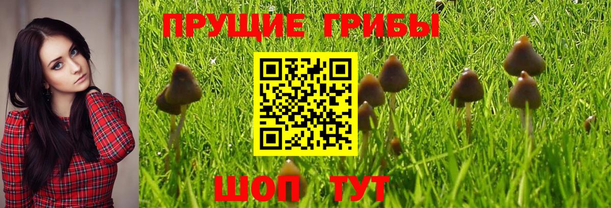 Галлюциногенные грибы Magic Shrooms  Галлюциногенные грибы GOLDEN TEACHER  Вход с VPN  Нерюнгри 